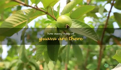 Uncovering The Different Varieties Of Guava An Overview Of The