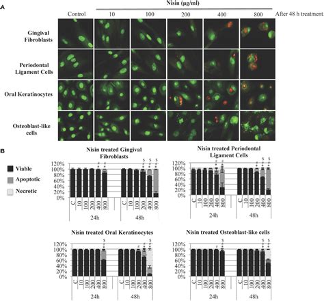 Frontiers Antimicrobial Nisin Acts Against Saliva Derived Multi Species Biofilms Without