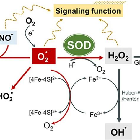 Reactions And Transformations Of The Superoxide Anion Sod Enzymes