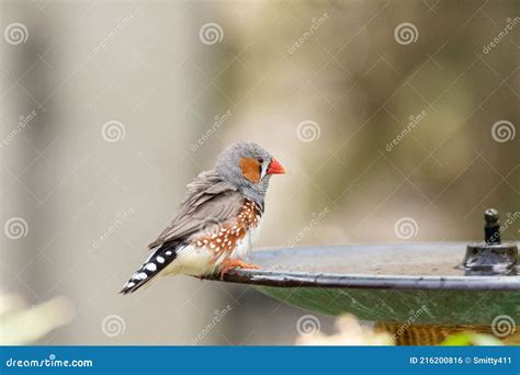 Male Zebra Finch Bird Taeniopygia Guttata Stock Photo Image Of Wings