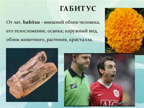 Происхождение биологических терминов - презентация онлайн