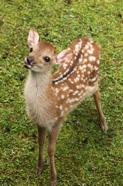 Narawalk Guides Journal New Born Baby Deer 動物