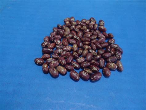 Kenya Mavuno Beans Agroduka Limited