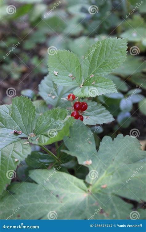 R Bus Sax Tilis Stock Image Image Of Tall Herbaceous