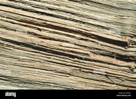 Lines Tree Texture Brown With A Yellowish Tinge Color Stock Photo Alamy