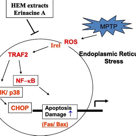 Schematic Presentation Of The Er Stresssignaling Pathways Involved In