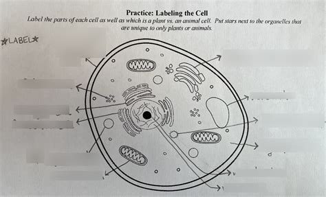 Biology Final Exam Diagram Quizlet