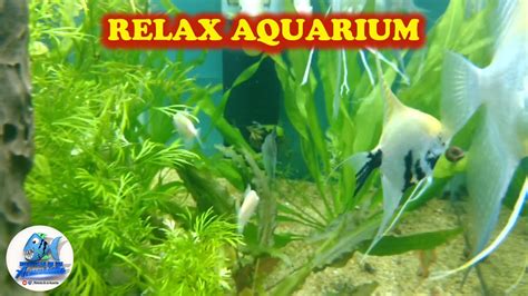 Relax Aquarium Music Youtube