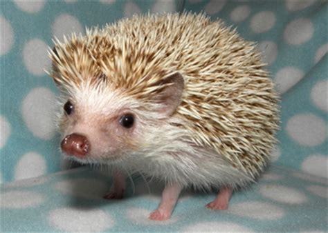 Hedgehog Color Guide - Hedgehogs of Bloomington