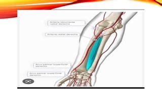 Arterias Del Miembro Superior Pptx