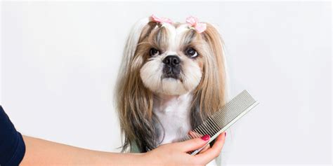 Perks And Benefits Of Pet Grooming Salonist Blog