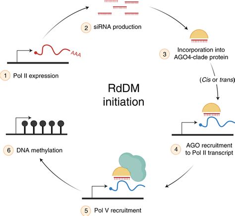 Model Of Rna Driven Recruitment Of Pol V To New Rddm Targets The