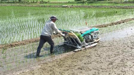 Agirucltural Kubota Similar Walk Behind Rows Paddy Planting