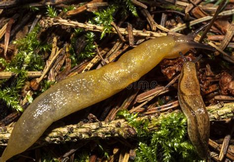 Brown Slug Crawling on the Ground. Stock Image - Image of water ...