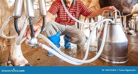 Male Asian Milker Milking A Cow With A Milking Machine Livestock Barn