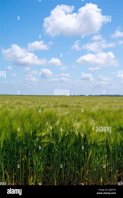 European Organic Grains Green Fields Of Wheat Plants In Pays De Caux Normandy France Stock