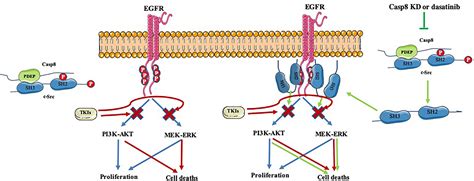 Frontiers C Src Increases The Sensitivity To Tkis In The Egfr Mutant