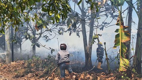 Angin Kencang Titik Api Di Desa Bincau Sulit Dipadamkan Petugas Dan