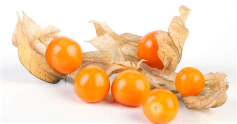 Golden Berry, Physalis peruviana - Top Quality Herbs & Tinctures