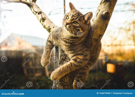 Gracioso Meme De Un Gatito Gris De Mantel Que Parece Un Hombre Fuerte A