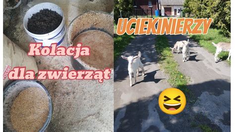 Wieczorne Karmienie Zwierz T Wielka Ucieczka Youtube