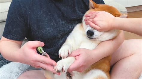 當柴犬害怕剪指甲，主人把狗狗眼睛捂住會怎麼樣 Youtube