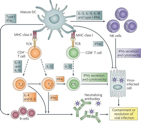 An Overview Of Inflammatory Response Of Dendritic Cells Reprinted From