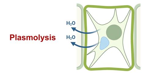 Plasmolysis: Types, Forms, Examples, Significance
