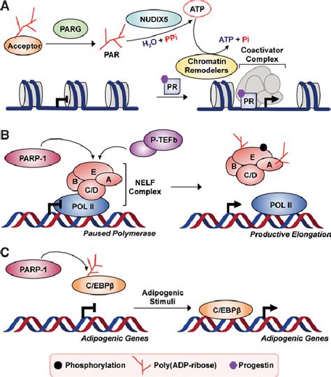 Varied Roles Of ADP Ribosylation In The Regulation Of Gene Regulation