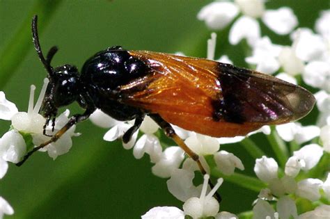 Arge Cyanocrocea Bramble Sawfly Arthropodafotos De