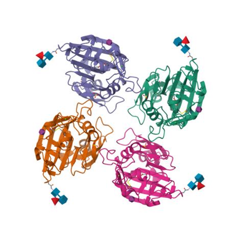 Rcsb Pdb 6zqy Crystal Structure Of Tetrameric Fibrinogen Like