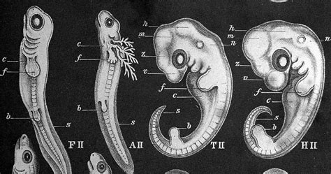 So, Does Ontogeny Recapitulate Phylogeny? Nope | Evolution News