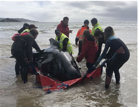 Why do pilot whales sometimes crash-land ashore? | Te Papa’s Blog
