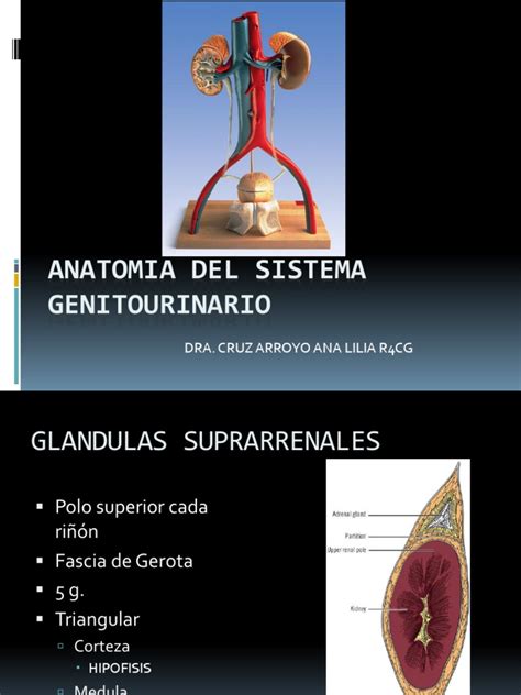 Anatomia Del Sistema Genitourinario Riñón Urología