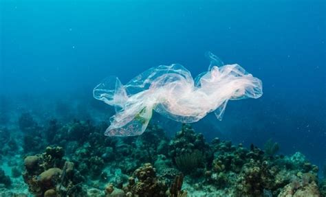 Ioan Dene Combaterea Polu Rii M Rilor I Oceanelor Cu Plastice I