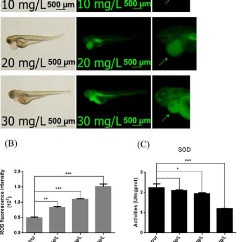 Ethoprophos Exposure Induced Oxidative Stress In Zebrafish Embryos