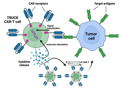 Clinical Evaluation Of New Car T Therapy Adc Technologies