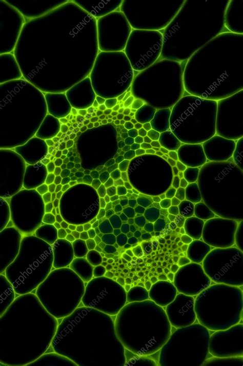 Maize Zea Mays Stem Light Micrograph Stock Image C057 6634