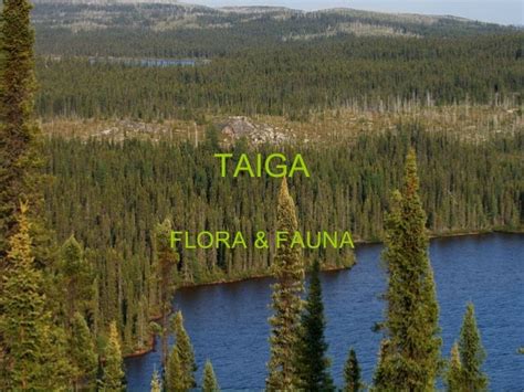 Taiga flora & fauna