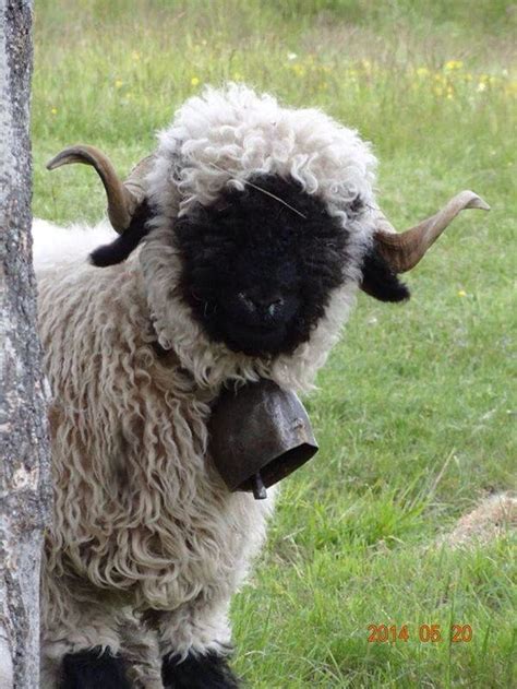 17 Best images about Sheep Breeds on Pinterest | Horns, Red sheep and ...