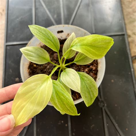 RARE Homalomena Mint Variegated POkok Hidup Live Plant Shopee Malaysia