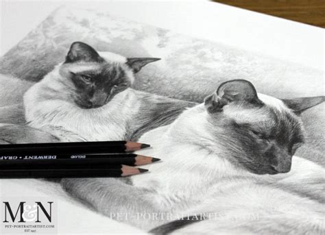 siamese-cat-pencil-drawing-3 - Melanie & Nicholas Pet Portraits