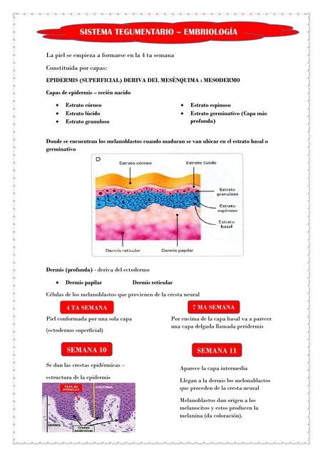 Sistema Tegumentario Katmedicina Udocz