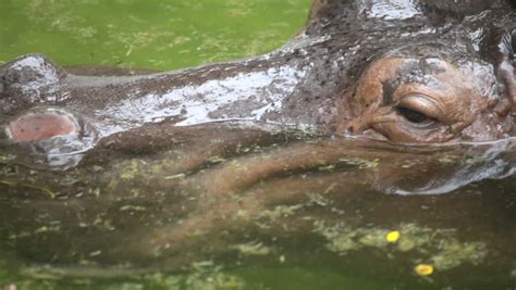 Hippo Swimming Underwater On Sunny Day Stock Footage Video 2248663 ...