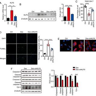 Knockdown Of KLF9 Decreases Apoptosis And Inhibits The Activation Of