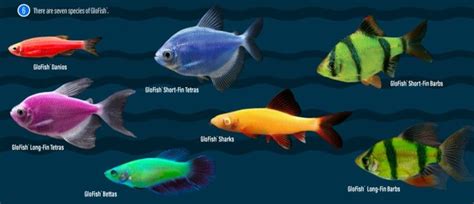 Mengenal Ikan Glofish Si Cantik Yang Menyala Dalam Gelap