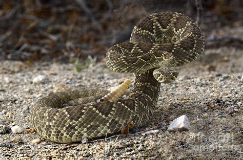 Mohave Green Rattlesnake Striking Position Photograph by Bob Christopher - Pixels