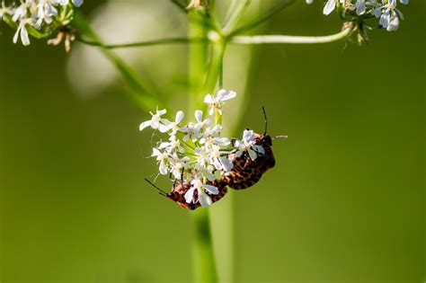 Insects Bugs Couple Free Photo On Pixabay Pixabay