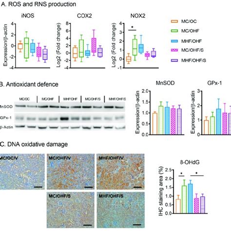 SRT1720 Attenuates Renal Oxidative Stress In Offspring Due To Maternal