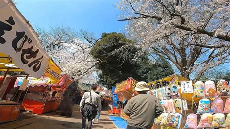 flores de cerezo ueno toshogu enfoque santuario puesto algodón caramelo